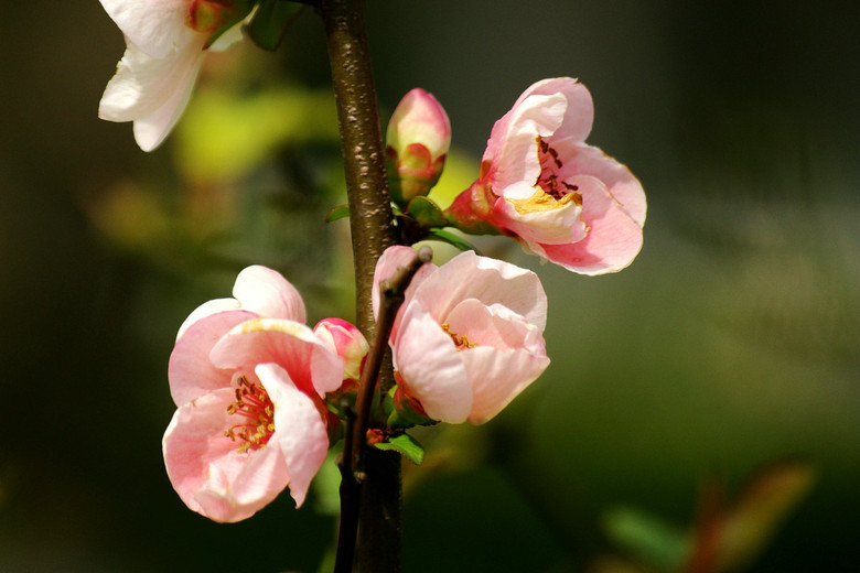 芒果的叶子:养护指南与病虫害防治