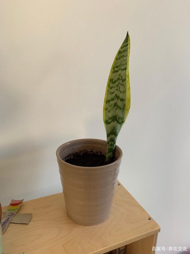 令箭荷花几月份扦插?掌握最佳时间,养出美丽花卉